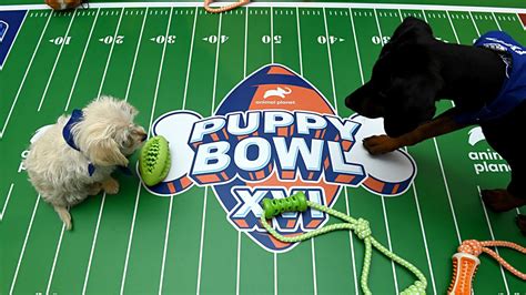 Puppy Bowl Returns for an Epic Showdown Between Team Ruff & Team Fluff on Sunday, Feb. 7, 2021 ...