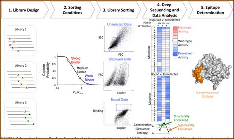 T Cell Epitope Mapping Using The Elispot Approach - map : Resume Examples #1ZV8qvv23X