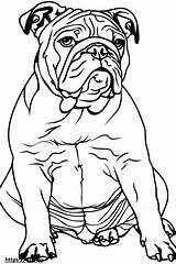 English bulldog coloring Page sketch template