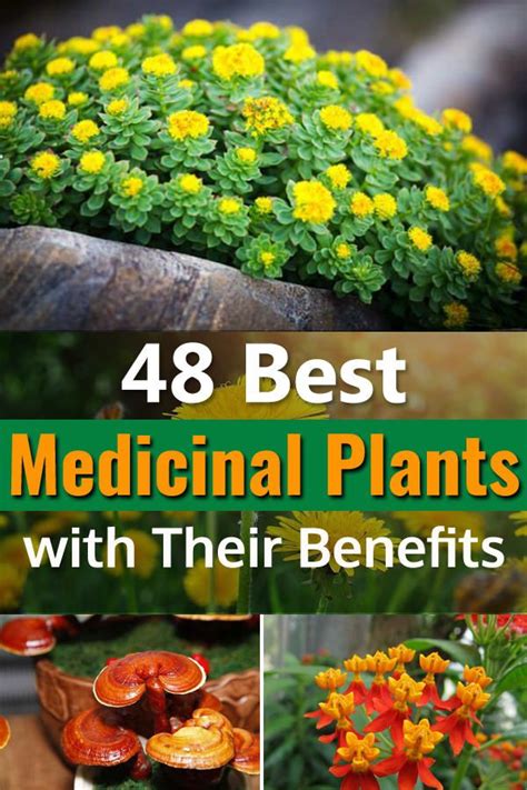 48 Best Medicinal Plants with Their Benefits | Plant benefits, Herbal ...