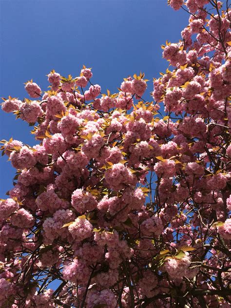 Cherry blossom, London Cherry Blossom, Trees, Forest, London, Plants, Tree Structure, Plant ...