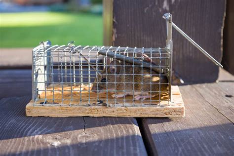 Here Are The Best Outdoor Mouse Traps (And How To Use Them), 54% OFF