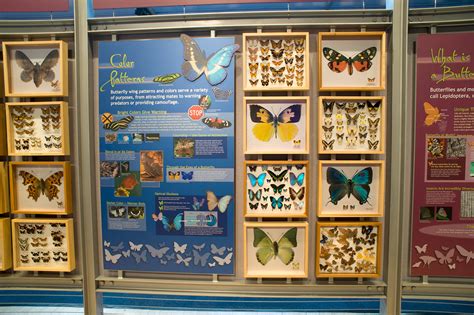 Indoor Butterfly Exhibits – Exhibits