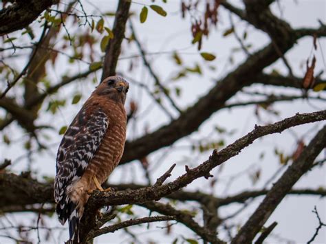 Hawks In Connecticut: 8 Species That Can Be Found Here