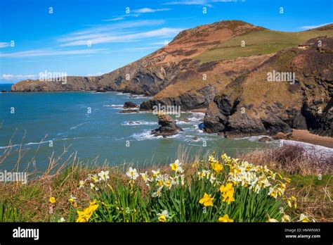 Llangrannog Beach, Ceredigion, Cardigan, West Wales, UK Stock Photo - Alamy