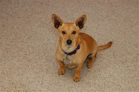 Dorgi (PW Corgi-Dachshund Mix) Info, Temperament, Care, Puppies, Pictures | Corgi dachshund ...