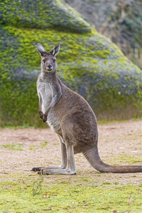 Standing kangaroo | Australia animals, Australian native animals, Kangaroo