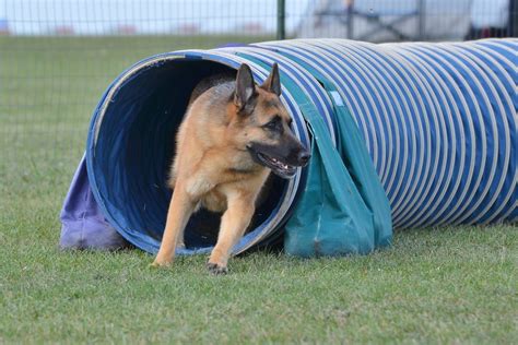 Agility Training For German Shepherds - German Shepherd Dog HQ