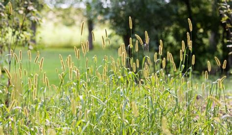 9 Types of Hay Horses Eat - Helpful Horse Hints