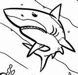 Awesome Shark Coloring Page  Free Printable Pages For Kids sketch template