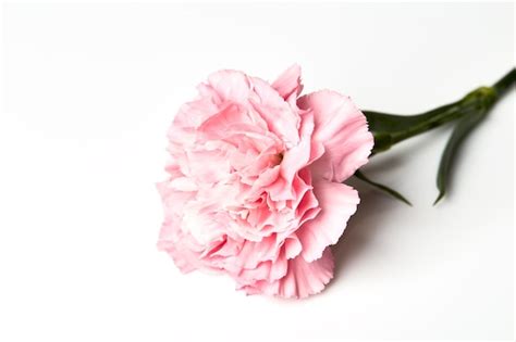 Premium Photo | Pink carnation flower on white