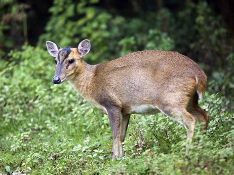 33 Muntjac Deer Pet Bc Images – Pet My Favourite