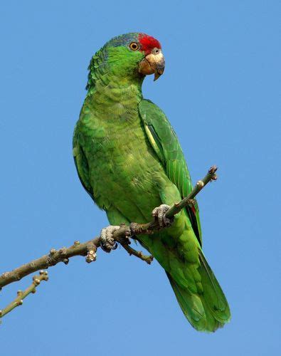 Loro tamaulipeco (Aves de Guanajuato) · iNaturalist