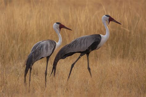 Birds of the Okavango Delta | Botswana Wildlife | Ker Downey Africa