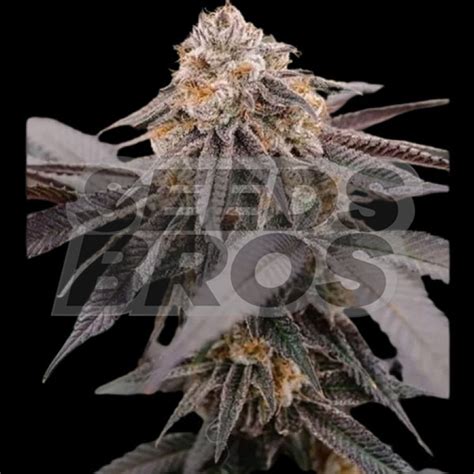 Ghost OG Seeds | SeedsBros - Buy Ghost OG Feminized Cannabis Seeds…..indica, marijuana strains ...