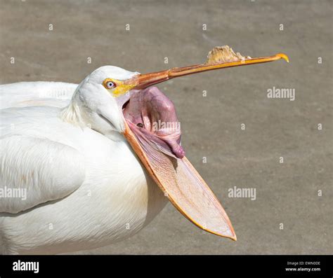 American white pelican with open beak showing the inside of its pouch ...