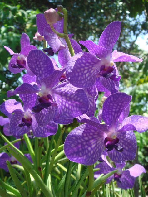 File:Purple orchids at Am Orchid Society, Delray Bch.JPG - Wikimedia ...