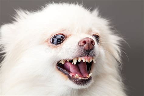 White Pomeranian Dog Barking Stock Image - Image of studio, white: 37547637