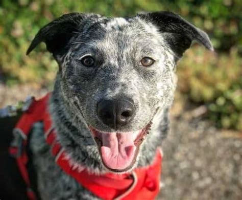 What you should know about the clever Blue Heeler Lab mix - K9 Web