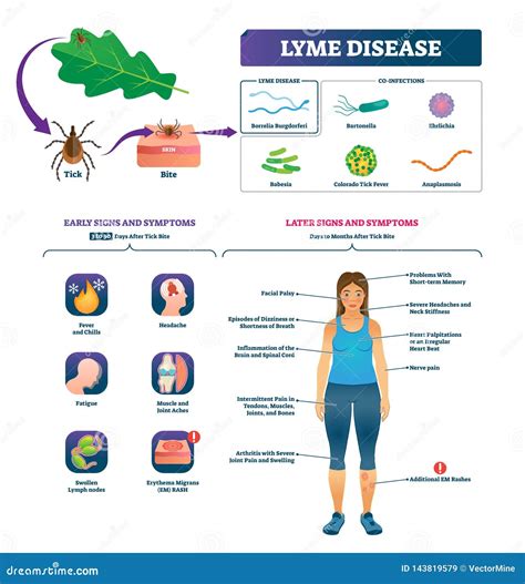 Lyme Disease Vector Illustration. Labeled Tick Bite Infection Symptoms List Stock Vector ...