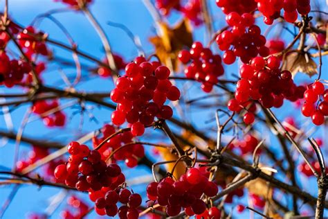 Viburnum Berries Branch - Free photo on Pixabay - Pixabay