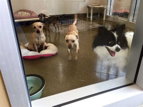 Adorable dogs at Sacramento Co. shelter want to go home with you