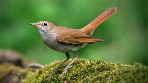 Nightingale Symbolism: 8 Fascinating Meanings Explored - Subconscious ...