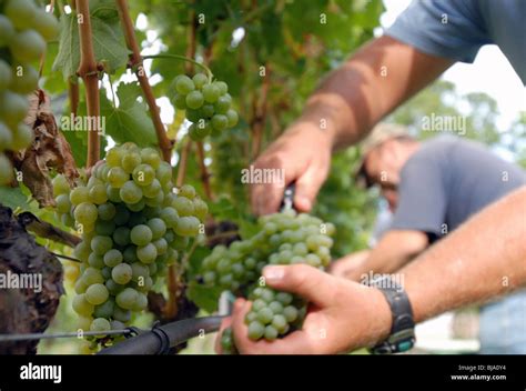 Pick grapes italian hi-res stock photography and images - Alamy