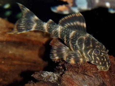 Clown Pleco Care Guide & Species Profile | Fishkeeping World