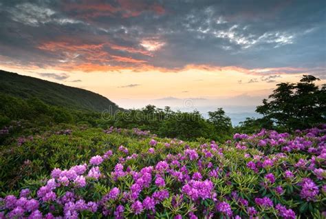 Blue Ridge Parkway Mountains Sunset Spring Flowers Stock Photo - Image ...