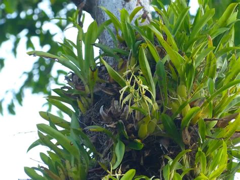 Rio Negro, Brazil - Orchid Conservation Alliance