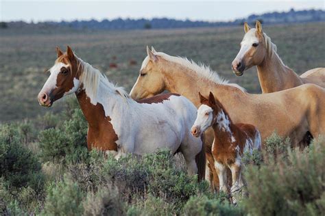 Wild Horses, Mustangs Photograph by Ken Archer - Fine Art America