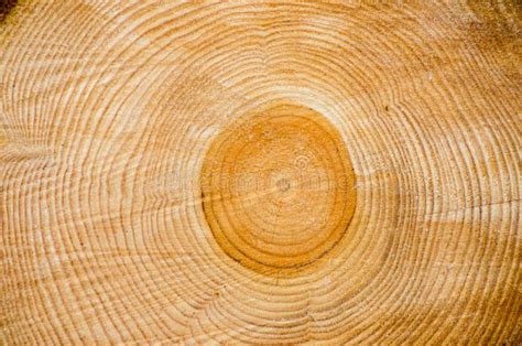 Rings on a Freshly Cut Tree Trunk Stock Photo - Image of lumber ...