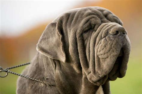 Full List of Mastiff Dog Breeds