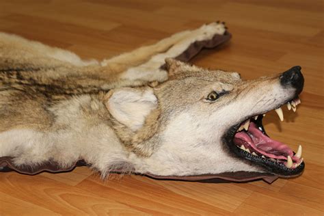 SIBERIAN GRAY WOLF TAXIDERMY RUG MOUNT WITH HEAD - GREY WOLF MOUNTED PELT, FUR, SKIN, HIDE FOR ...