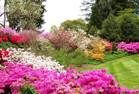 MOUNTAIN MUSINGS: Azalea Gardens