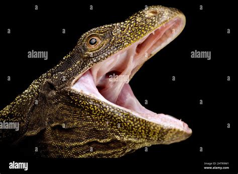 tear Estrangeiro fábrica monitor lizards teeth Refrão isto Faça pesado