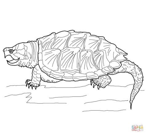 Alligator Snapping Turtle coloring page | Free Printable Coloring Pages