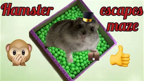 Hamster escapes maze: hamster running through the maze. Part 2. - YouTube