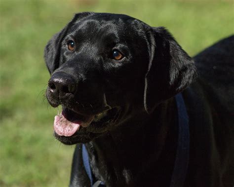 Black Labrador Retriever Photograph by Paige Brown