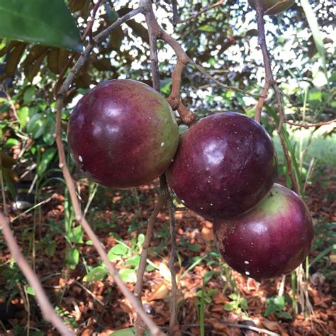 Star Apple- The selfish, Star-shaped Fruit - Things Guyana
