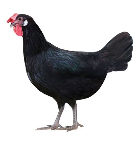 42 Minorca Chicken Breed Facts: Varieties, Buff, Black, More - BirdBaron