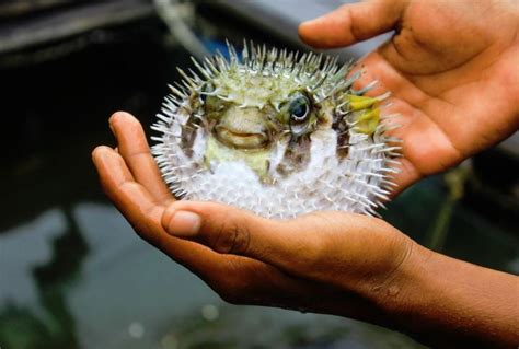 Dónde comer fugu o pez globo en Tokio