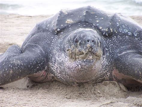 Let Us Help Save Our Planet!: Leatherback Sea Turtle - A Critically Endangered Species