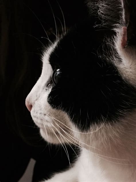 Photography - Cat Side view | Cats and kittens, Cats, Whimsical cats