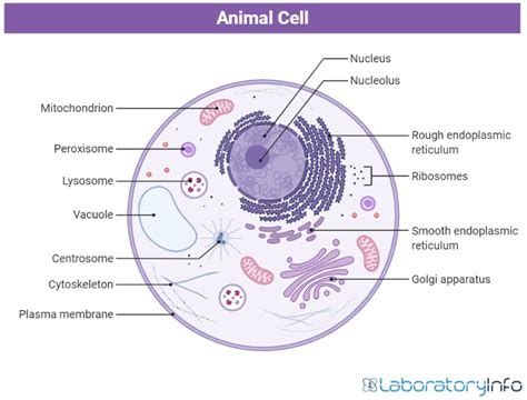 Detailed guide on Animal Cell and its parts (with labelled diagrams ...