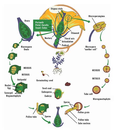 Angiosperms - Characteristics, Classification, Life Cycle, and FAQs