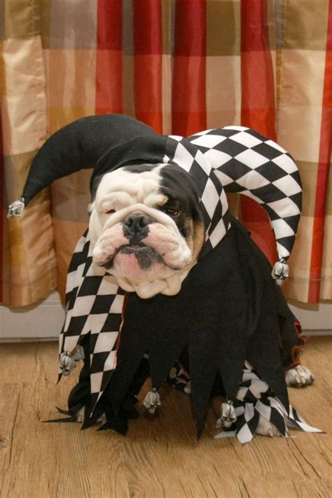 Top 10 English Bulldog Halloween Costumes That Are Going To Blow You Away! - A Dog's Love ...