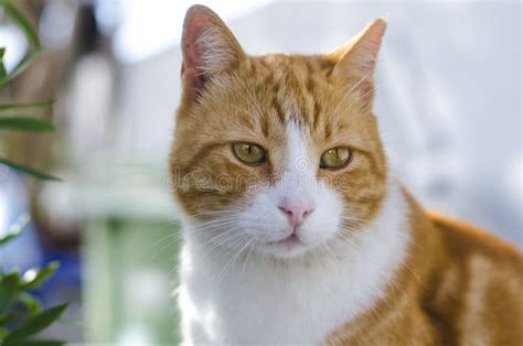 Closeup Portrait of the Head of a Red and White Cat with Beautiful Amber Eyes / Macro Stock ...