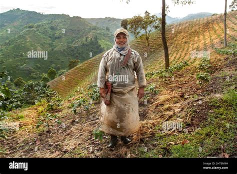 Coffee farm workers, Colombia Stock Photo - Alamy